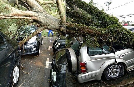 fallen_trees