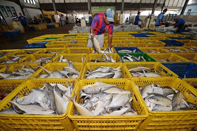 A worker arranges fish