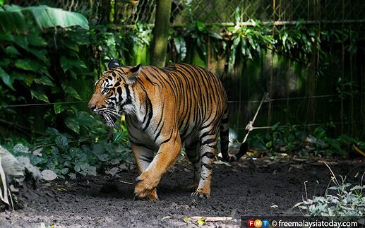 TIGER-HARIMAU-ZOO-NEGARA